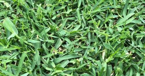 bermuda
